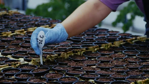 Greenhouse Worker Inserts Planting Date Marker into Soil Stockbeeldmateriaal 313530152