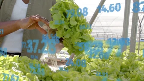 Greenhouse worker lifting lettuce from bed, inspecting roots, removing medium, Stock Footage 335739337