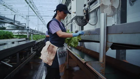 Greenhouse worker packaging fresh lettuce on conveyor belt Video stock 313501412