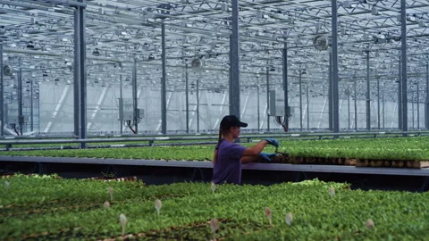 Greenhouse worker picking lettuce in hydroponic system Video stock 313497963