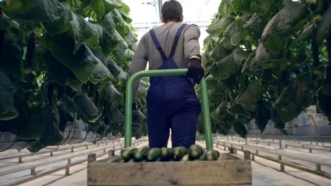 Greenhouse Worker Pulling Cart with Cucumbers Stock Footage 83772037