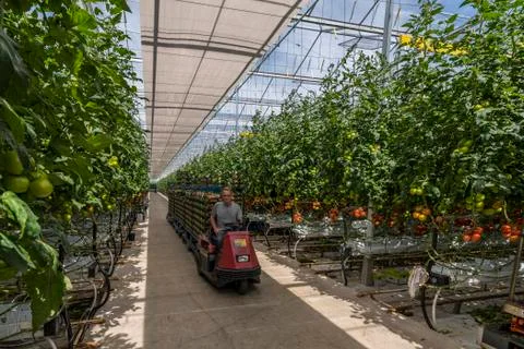 Greenhouse Worker Trolley Stock Photos