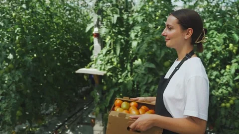 Greenhouse worker in work clothes carries cardboard box with ripe red tomatoes Stock Footage 294516522