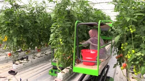 Greenhouse worker4 Stock Footage 237005977