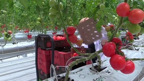 Greenhouse worker5 sera Stock Footage 237005988