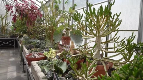 GreenhouseHD01 Video stock 168326820