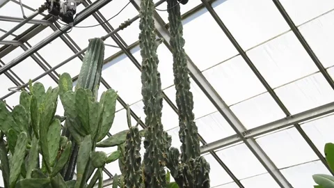 GreenhouseHD02 Stock Footage 168326821