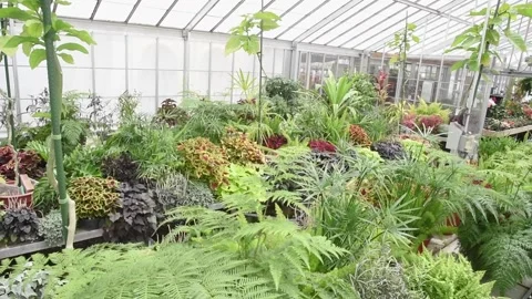 GreenhouseHD04 Stock Footage 168326824