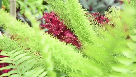 GreenhouseHD05 Video stock 168326822