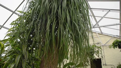 GreenhouseHD09 Stock Footage 168326831