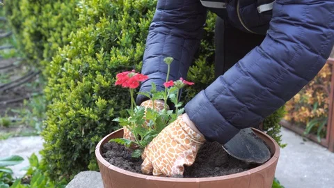 Greening the garden area. Stock Footage 129808983