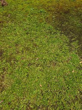 Greening of Gramado Stock Photos