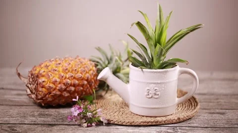 Greening potted landscape (1) Stock Footage 202261240