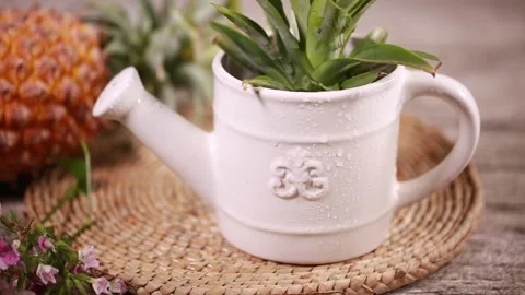 Greening potted landscape (2) 動画素材 202261236