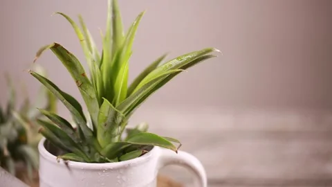 Greening potted landscape (3) Stock Footage 202261242