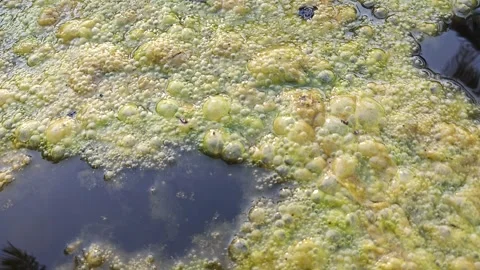 Greenish algae sludge Stock Footage 269878874