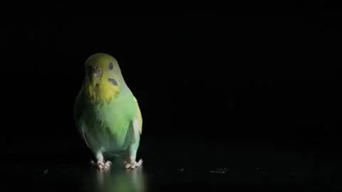 Greenish Blue Budgie Under Spotlight on Black Background Stock Footage 329949006