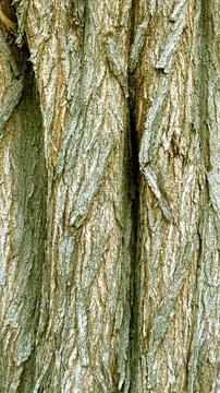 Greenish-brown bark texture with deep vertical ridges creates an earthy feel Stock Photos