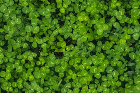 Greenish cleaver natural background. Small green Clover leaves pattern Stock Photos