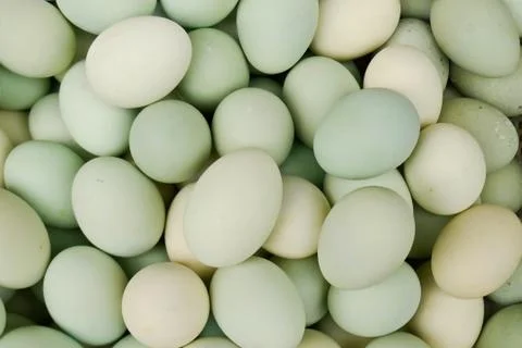 Greenish eggs Stock Photos
