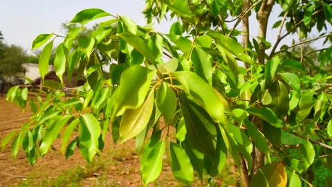 Greenish leaves of Java Plum or Jamun swinging in the air Video stock 157196303