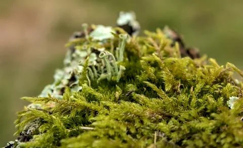 .Greenish lichen Foto stock