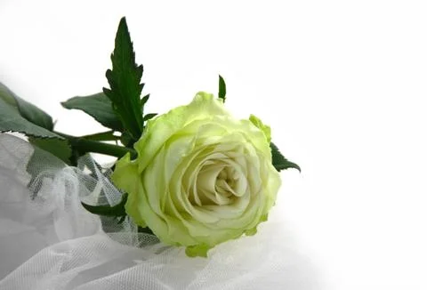 Greenish rose Stock Photos