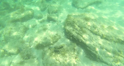 Greenish tint small school of fish Stock Footage 42811626