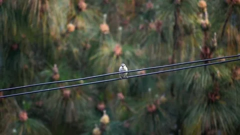 Greenish Warbler bird on a wire Stock Footage 273494657