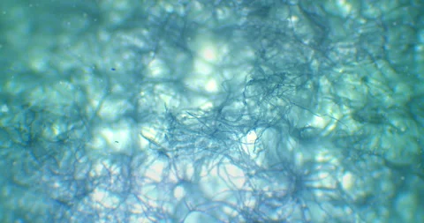 Greenish web under a microscope. Moving spider web. Thriller web under a scope.  Stock Footage 199142785
