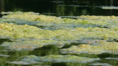 Greenish-yellow algae, algae carpet in a body of water Stock Footage 133785951