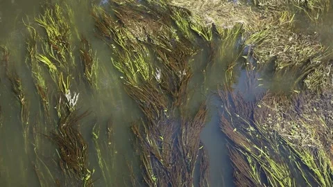 Greenish yellow algae, carpet of algae in a body of water, Germany Stock Footage 138684978