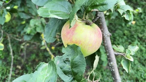 Greenish-yellow apple on a tree branch at overcast day Stock Footage 346476905