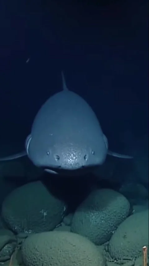 Greenland shark Vidéo 326583101