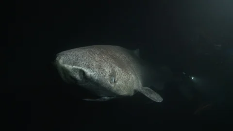 Greenland shark swimming with a diver in the depths of the Arctic Ocean Stock Footage