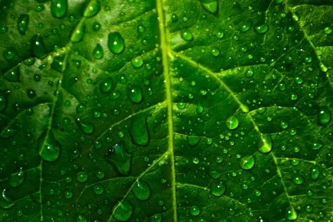 Greenleaf 库存照片