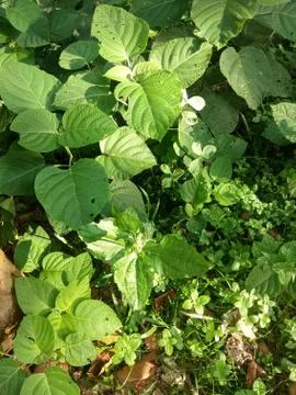 Greenleaf0014 写真素材