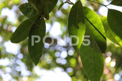Greenleaves with shadow and sunlight Stock Photos