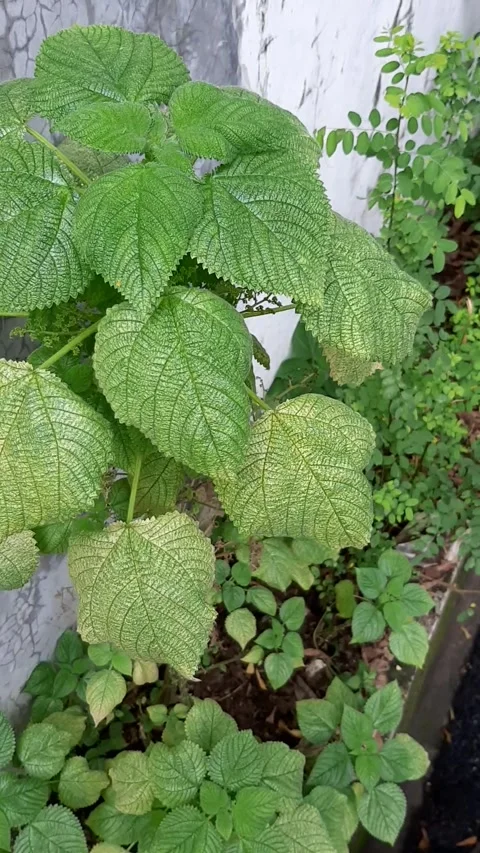 GreenLeaves, Vertical View Stock Footage 272221825
