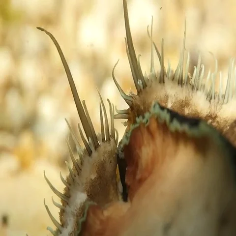 Greenlip Abalone Stock Footage 69379041