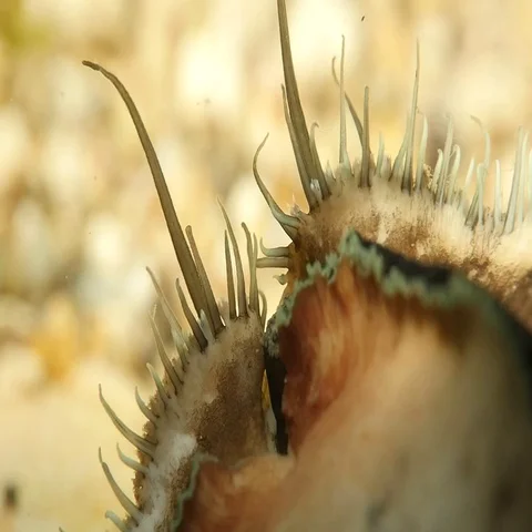Greenlip Abalone Stock Footage 69379048