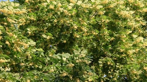 Greenly linden tree bloom Stock-Footage 10749745