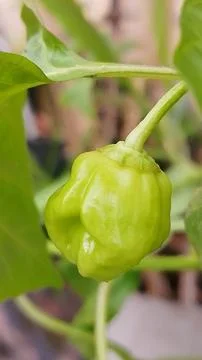 Greenpepper Stock Photos