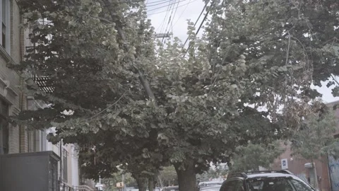 Greenpoint Brooklyn Large Tree Exterior Apartment Building city street Stock Footage 250852672