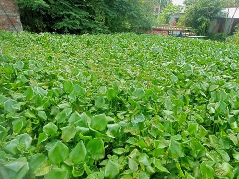 Greenriver Stock Photos