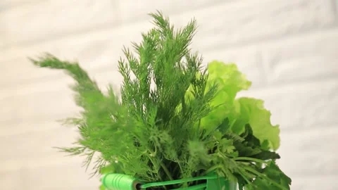 GREENS 4 Stock Footage 155550004