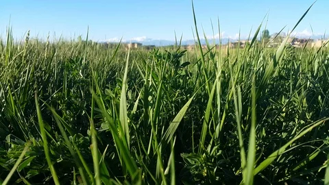 Greens bechground Stock Footage 108796140