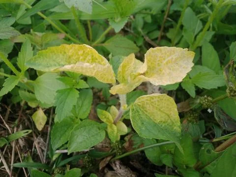 Greens bumpy grass Stock Photos