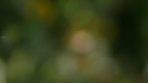 Greens close-up. Macro greens in defocus. branches of greenery with drops of dew Stock-Footage 106909728