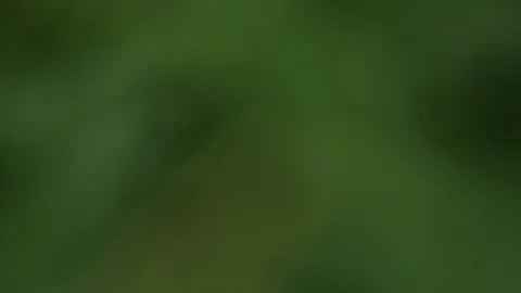 Greens close-up. Macro greens in defocus. branches of greenery with drops of dew Stock Footage 106909769